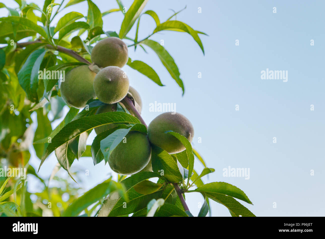 Green unripe apricots on the branch of a tree grows in summer Stock