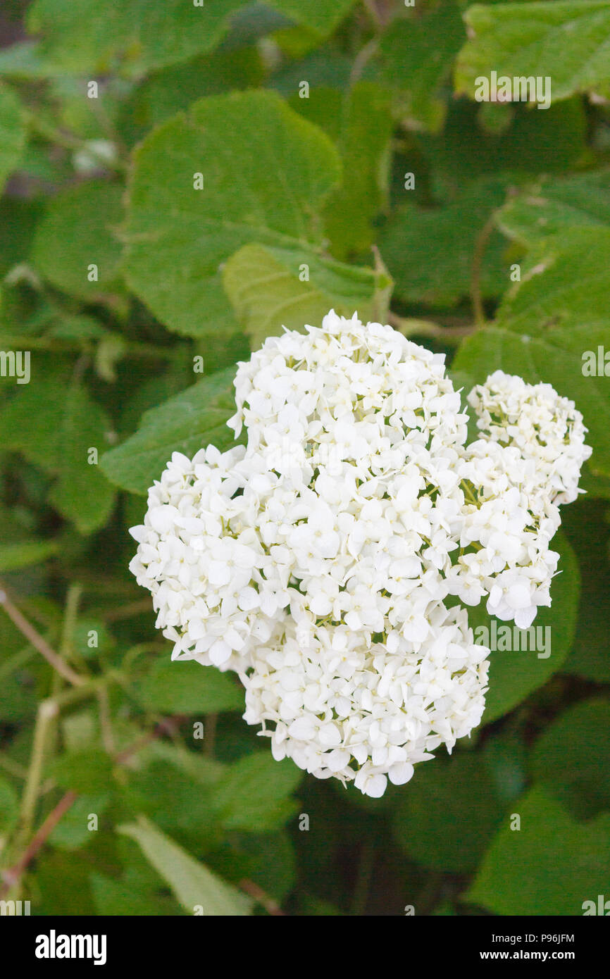 White hydrangea blooms hi-res stock photography and images - Alamy
