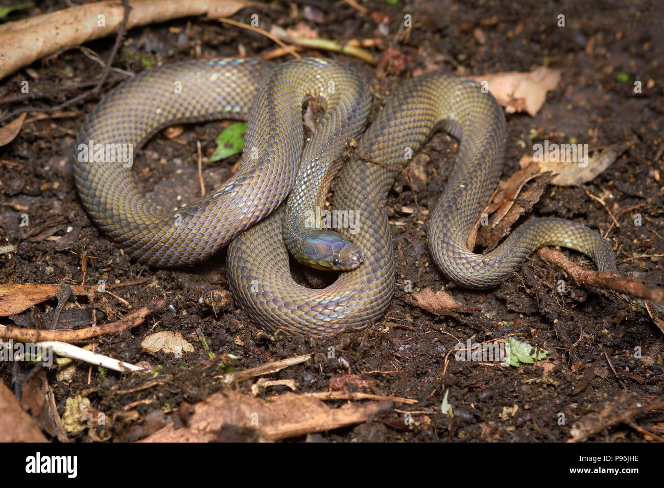 Achalinus formosanus niger Taiwan odd-scaled snake Stock Photo