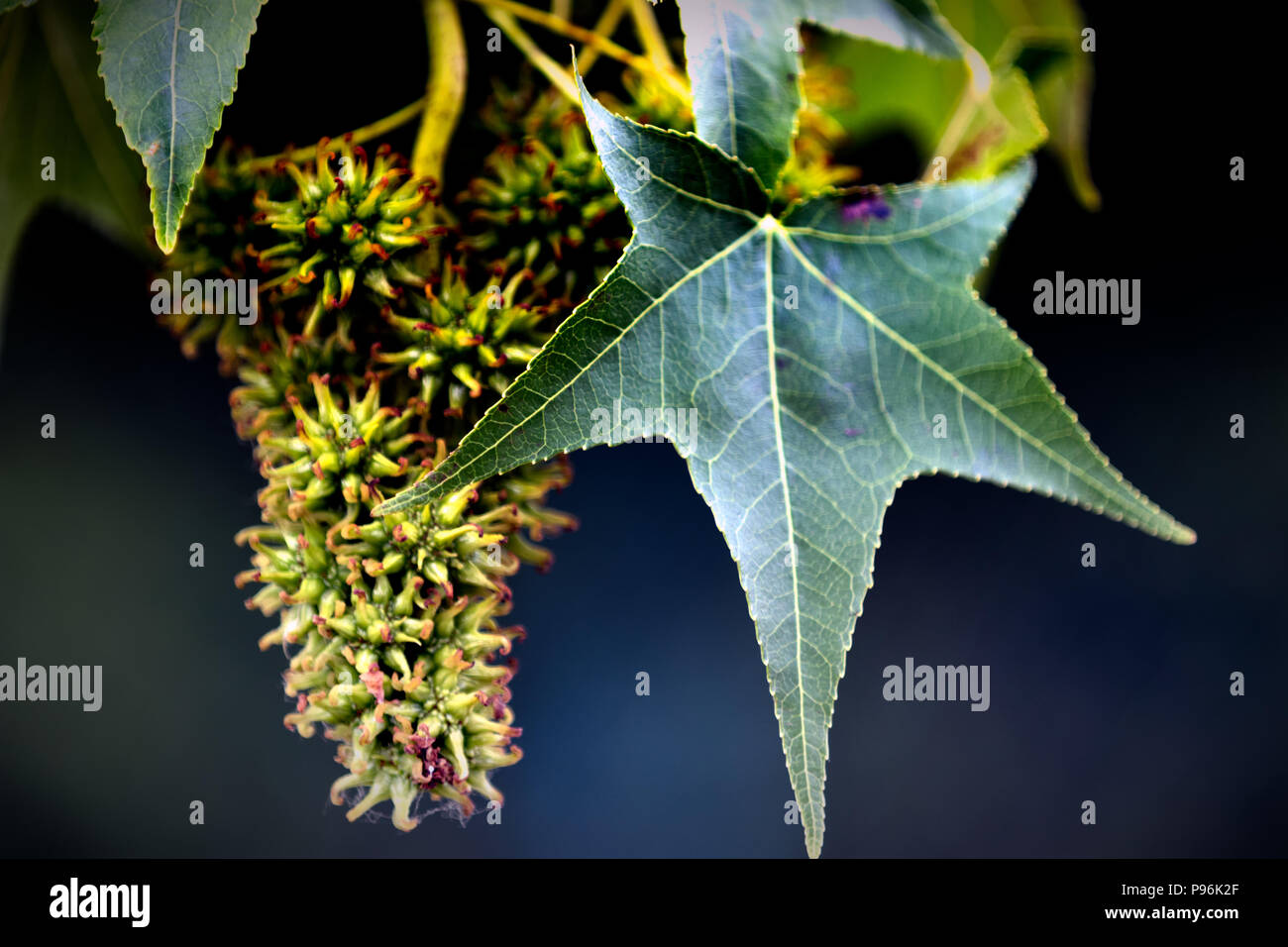 Prickly plant buds with a leaf showing the covered fruit of spikes