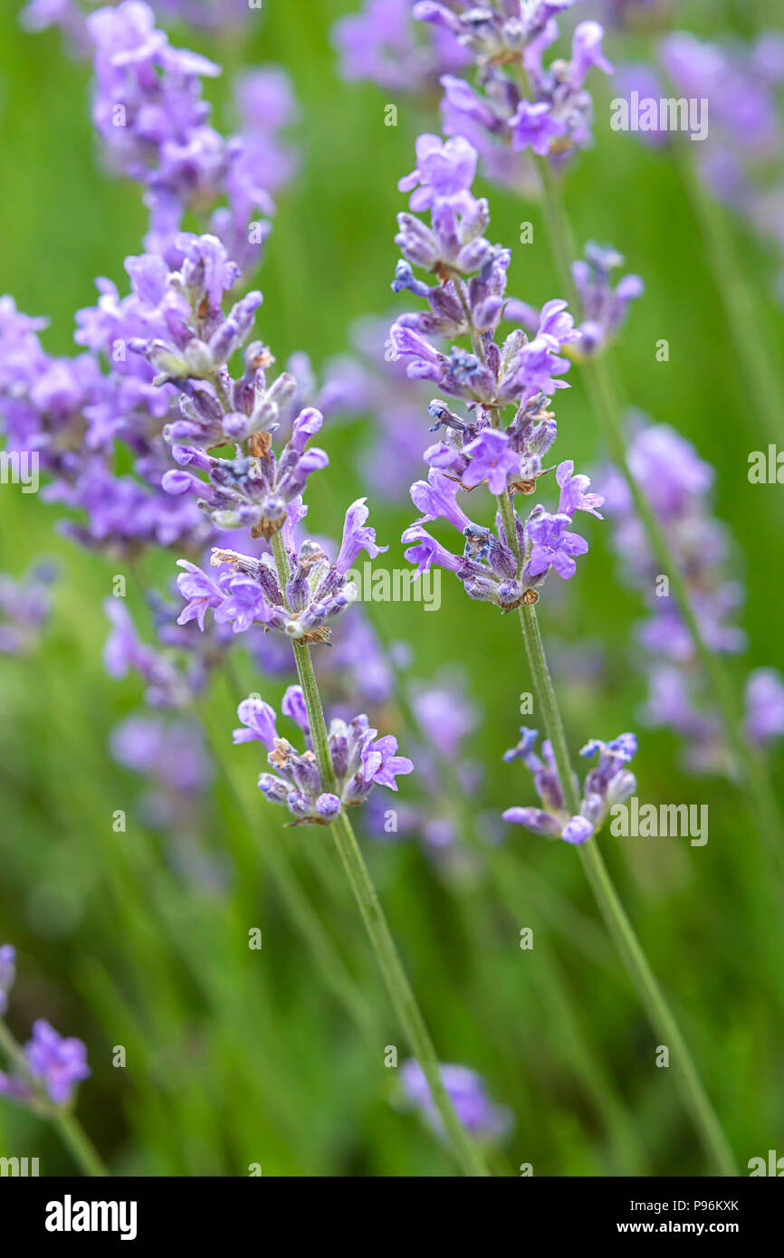 Close up of a bunch of lavendar flowers, Lavandula spica, on a lavendar plant. Stock Photo