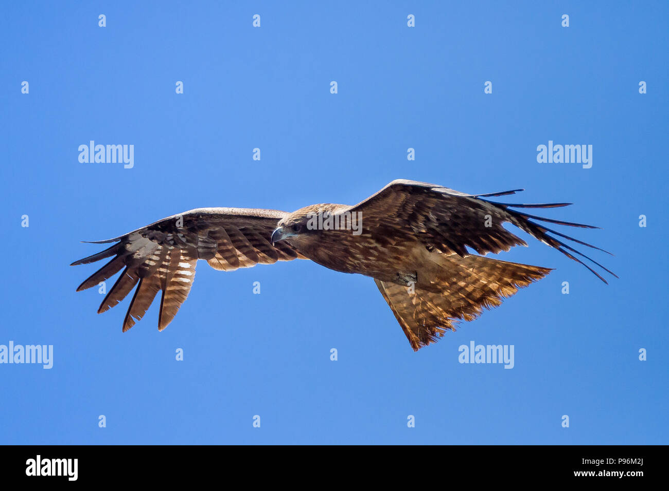 Black Kites Milvus Migrans Flying In Miura Kanagawa Japan Friday May 4th 18 Stock Photo Alamy