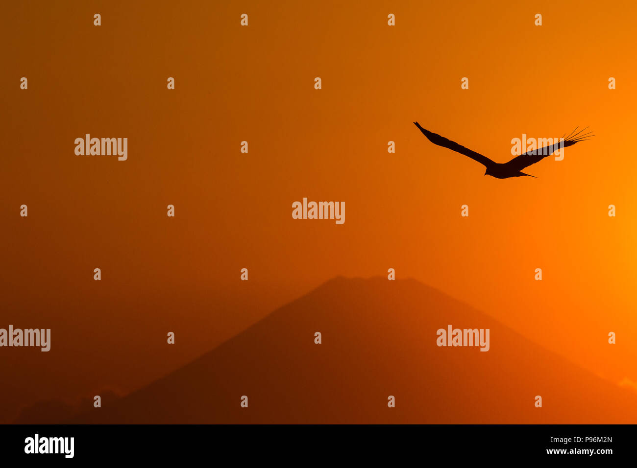 A Black Kite Milvus Migrans In Silhouette Flies In Front Of Mount Fuji At Sunset In Miura Kanagawa Japan Friday May 4th 18 Stock Photo Alamy