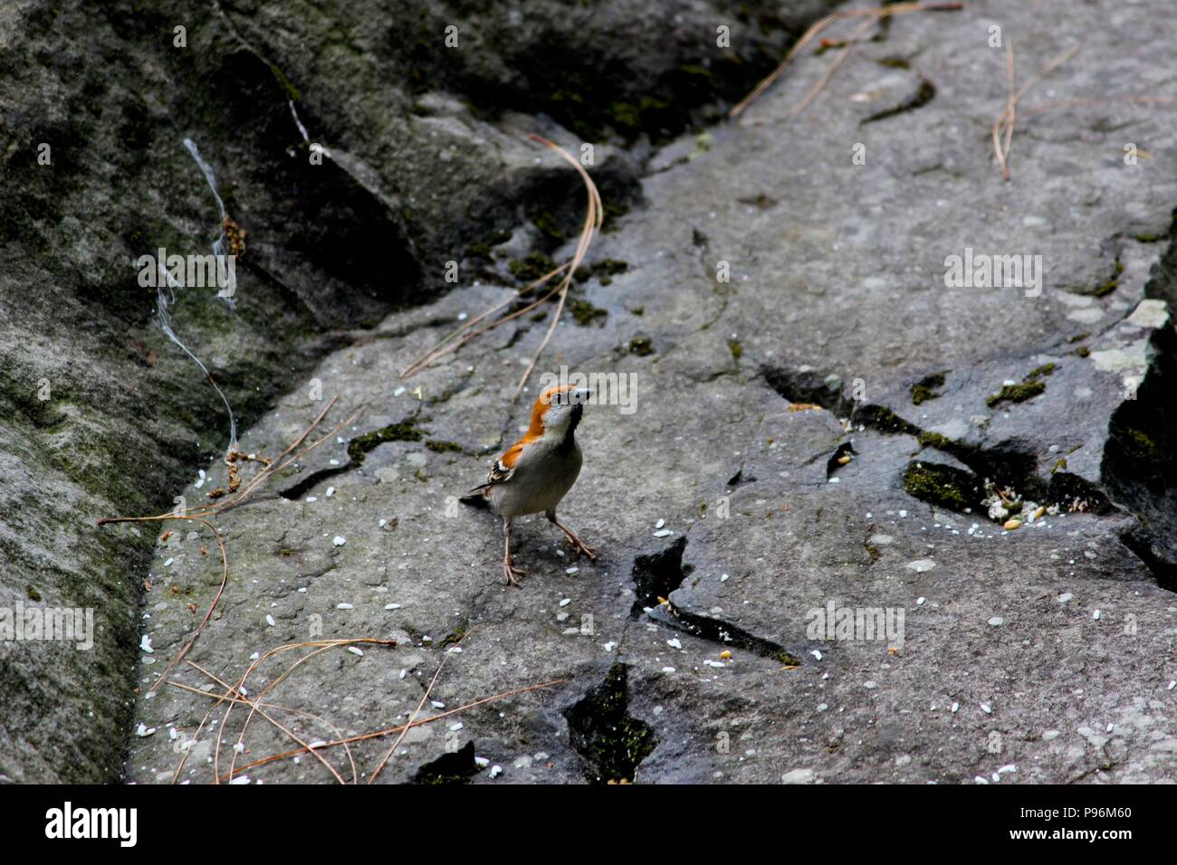 Bird on the rock Stock Photo
