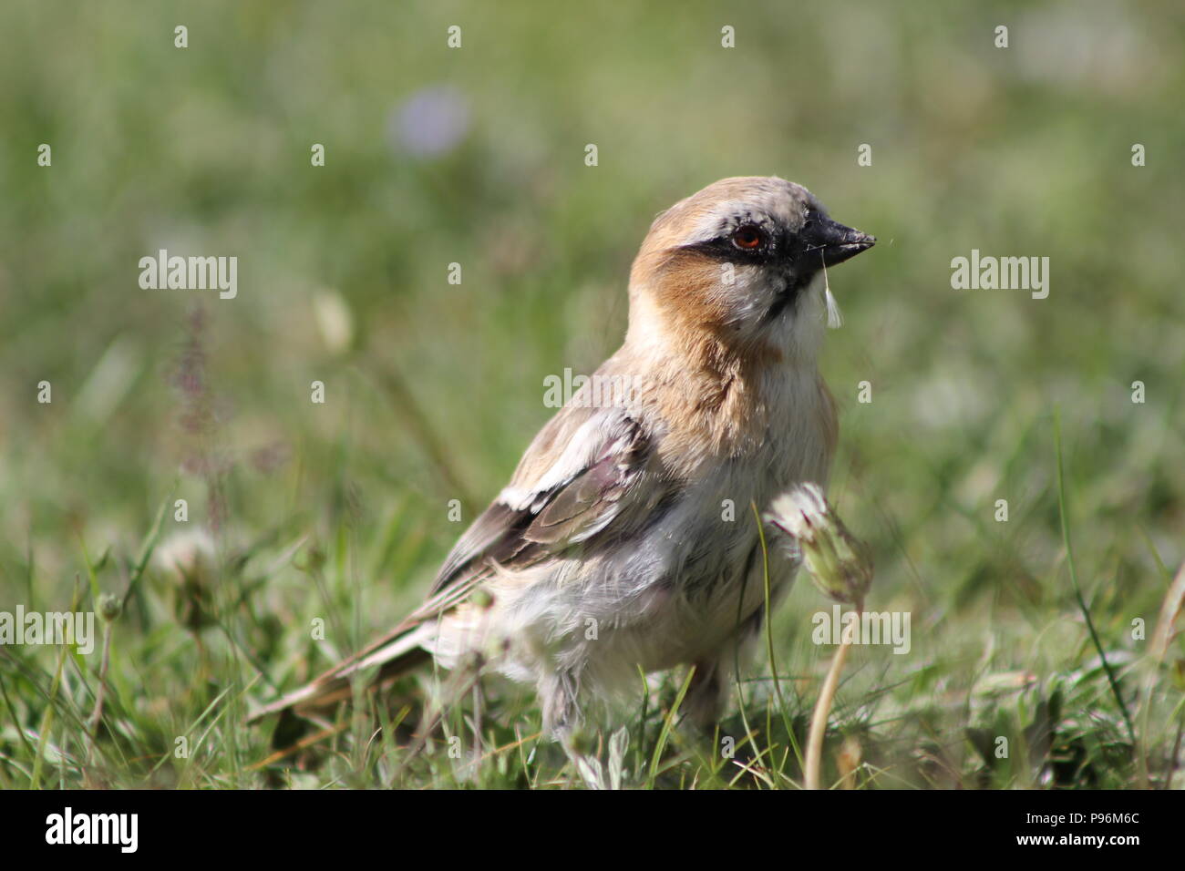 Bird on the grassland Stock Photo