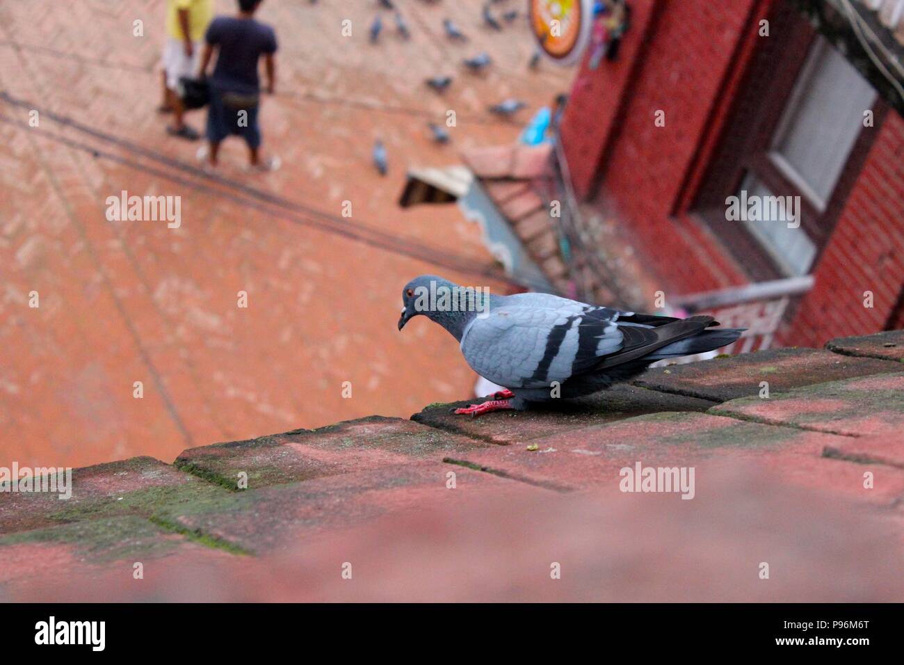 Pigeon on the roof Stock Photo