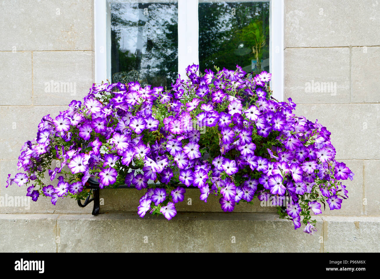 Picturesque window box with overflowing flowers. Stock Photo