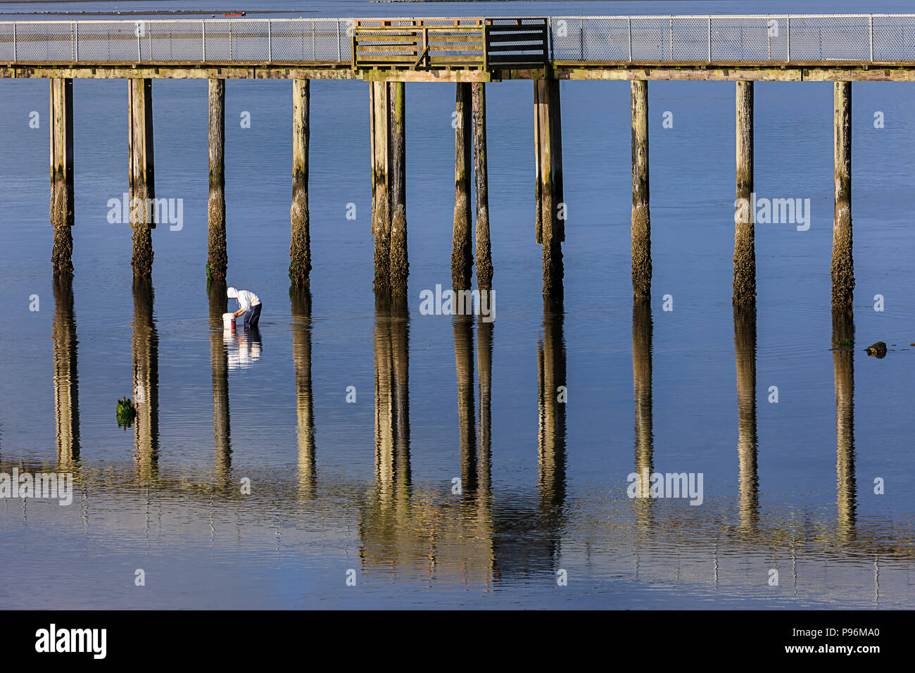 Clam digging hires stock photography and images Alamy