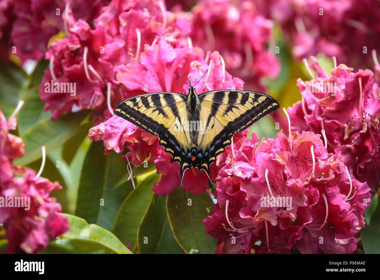 A two tailed butterfly, papilio multicaudata, on bright pink