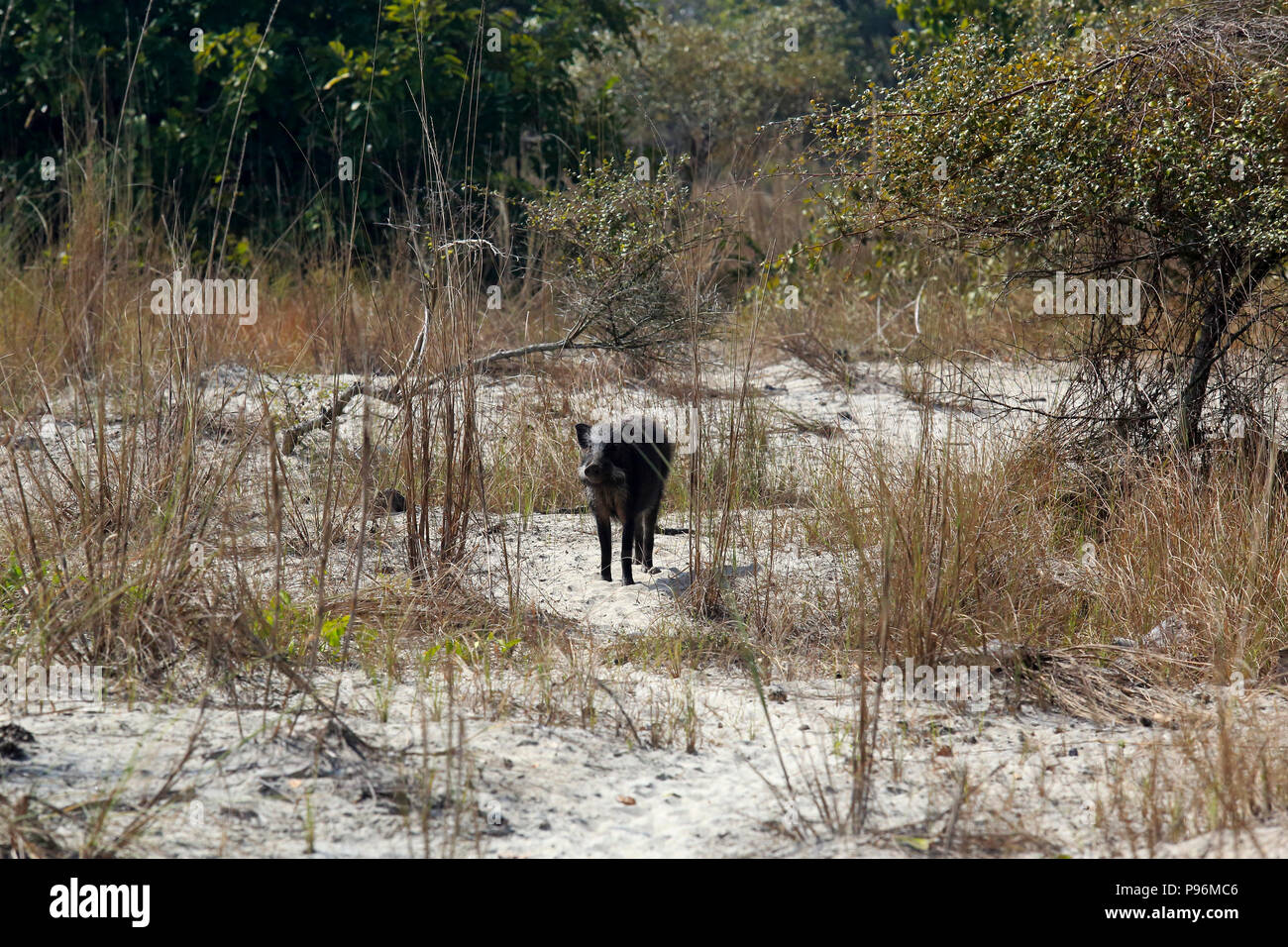 A wild boar in Sundarbans, a UNESCO World Heritage Site and a wildlife ...