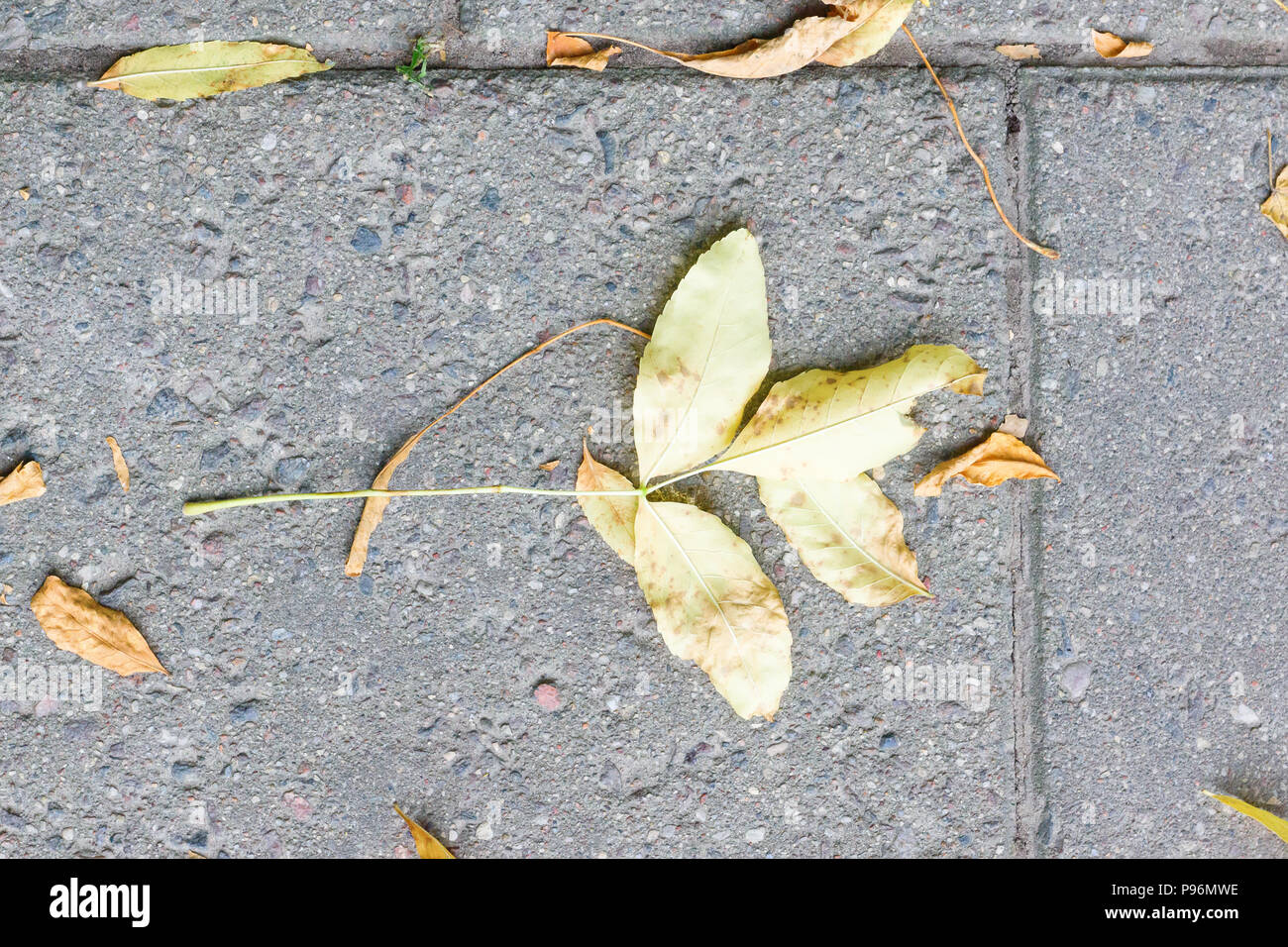 autumn yellow leaf fell to the ground Stock Photo - Alamy
