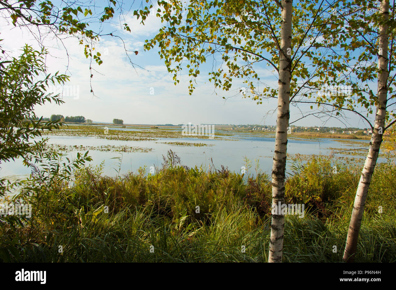 Autumn Birch Grove In Ukraine Stock Photo Alamy Autumn Birch Grove In Ukraine Stock Photo Alamy