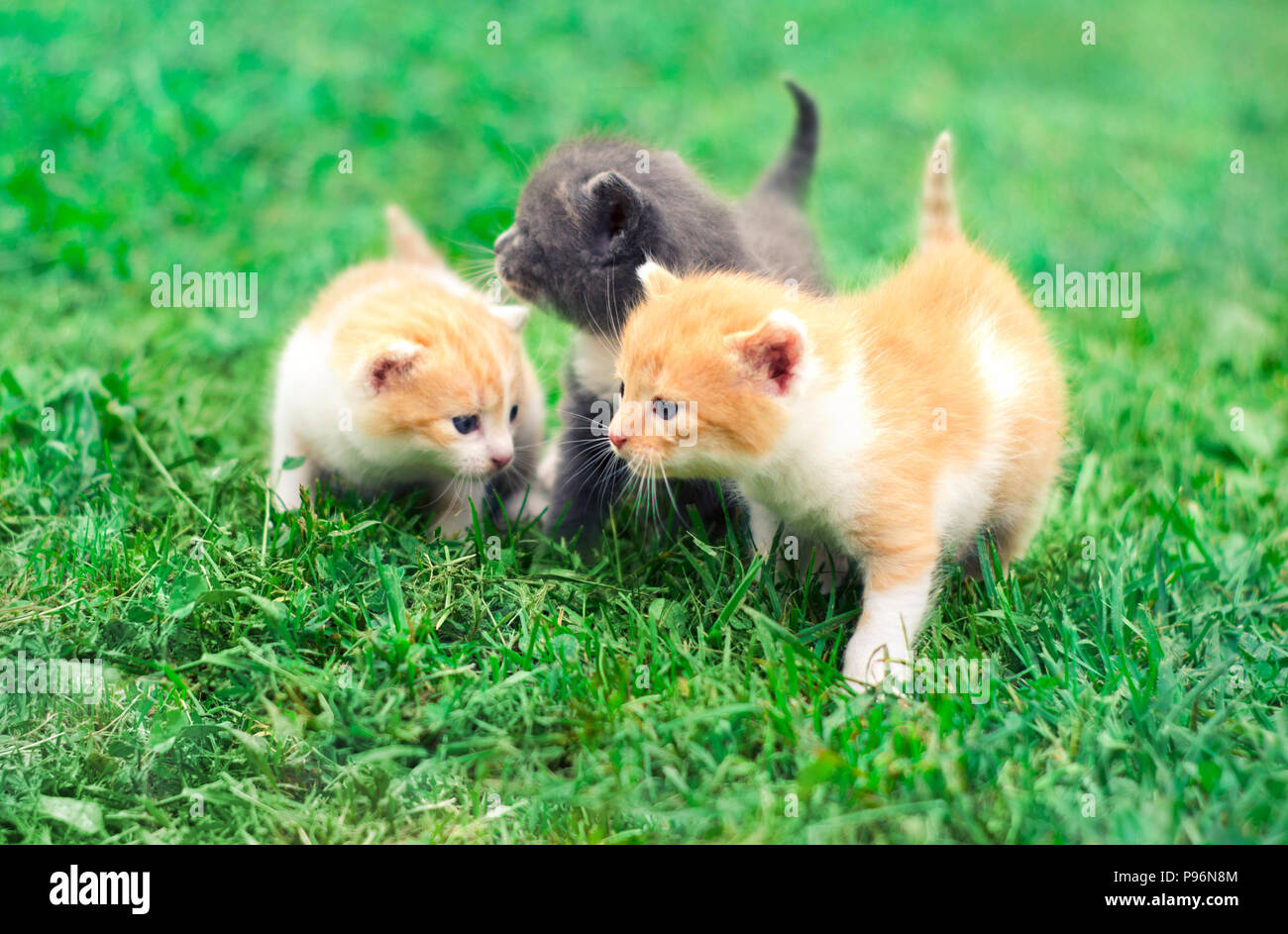 Three cute little kittens walking on a green grass in the garden Stock ...