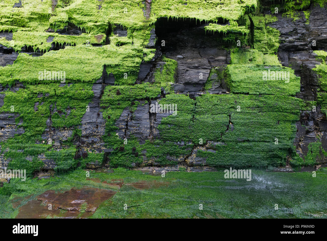 Wet green moss lichen covered black dark cliff rock wall with waterfall water falling splashing. Abstract background texture, foliose lichen bryophyta Stock Photo