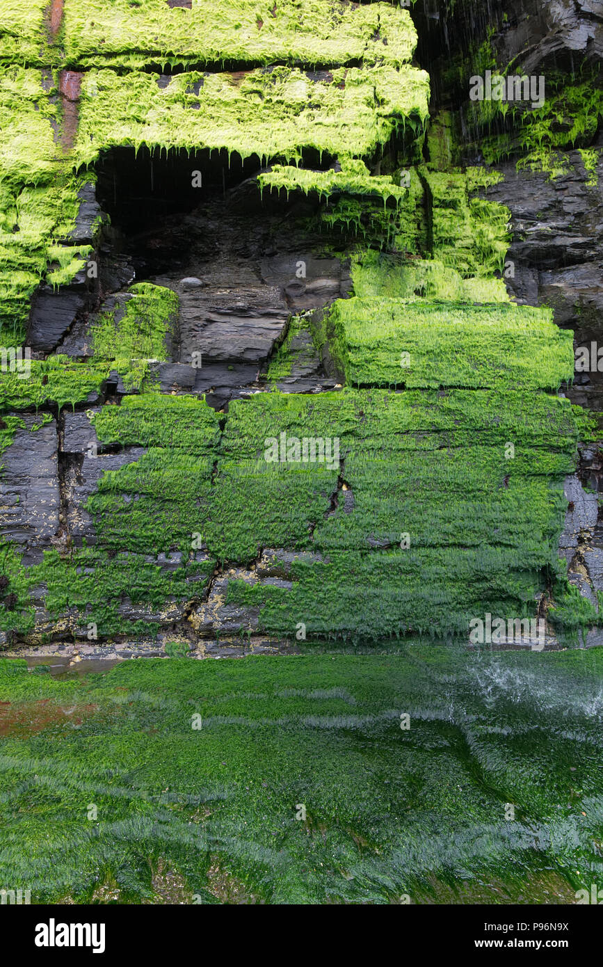 Wet green moss lichen covered black dark cliff rock wall with waterfall water falling splashing. Abstract background texture, foliose lichen bryophyta Stock Photo