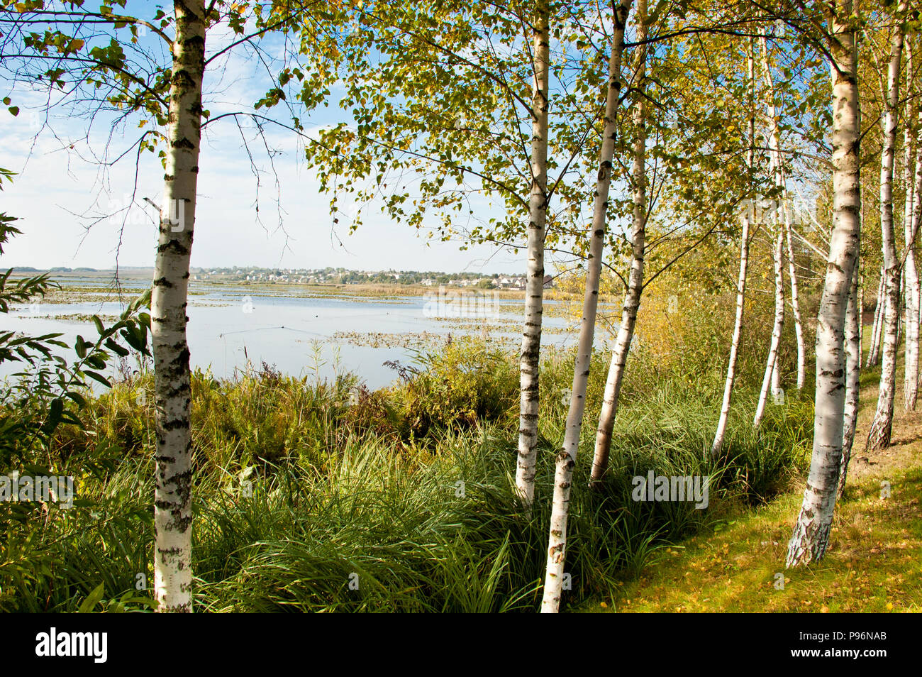 Autumn Birch Grove In Ukraine Stock Photo Alamy Autumn Birch Grove In Ukraine Stock Photo Alamy