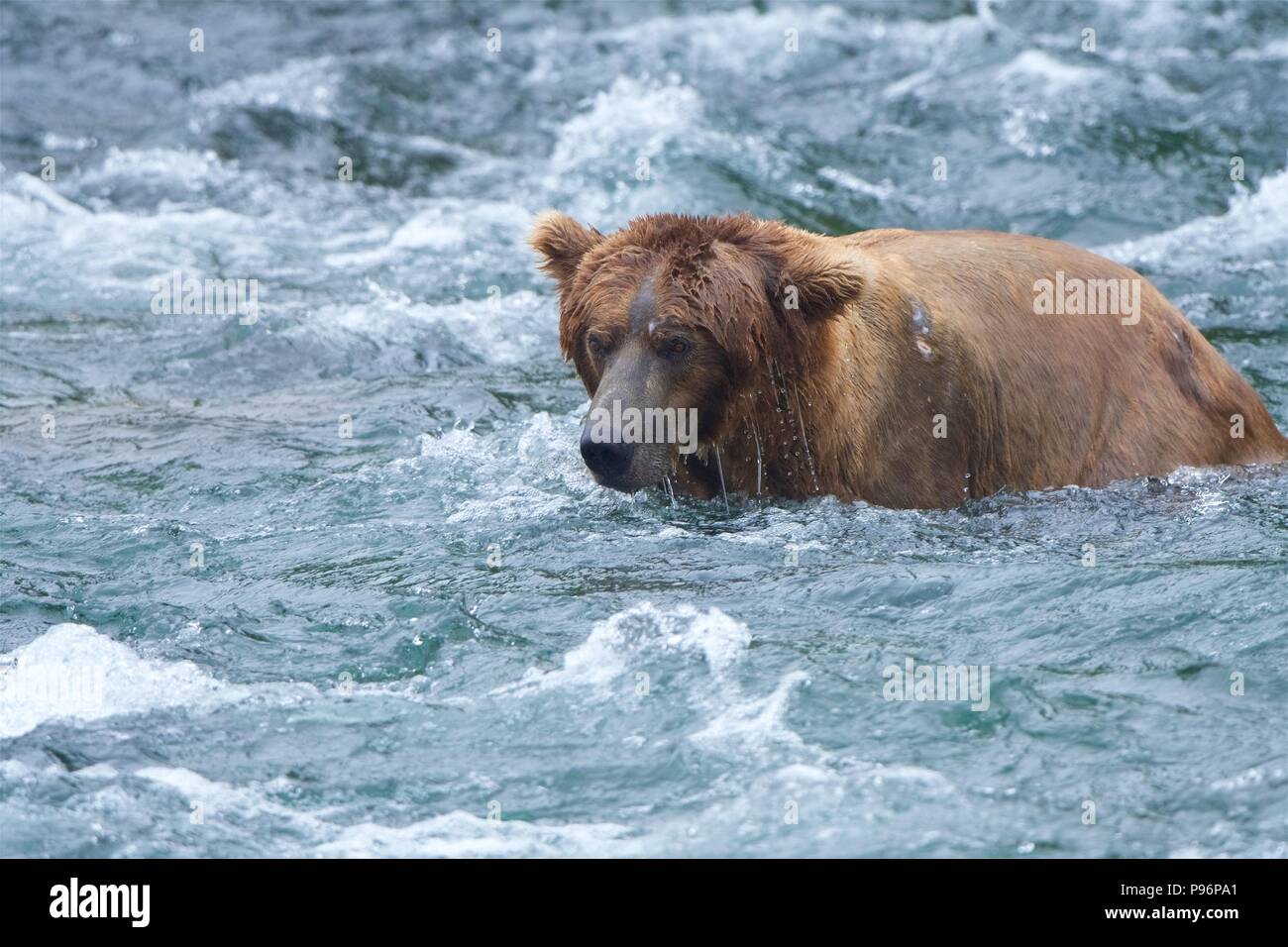 A Grizzly bear patiently waits in the frigid after, trying to catch a salmon in Brooks Falls, Katmai, Alaska Stock Photo