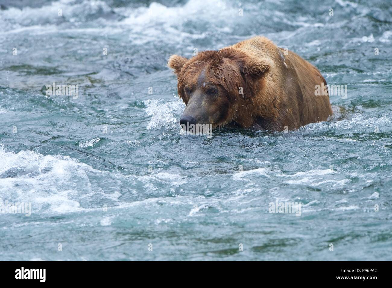 A Grizzly bear patiently waits in the frigid after, trying to catch a salmon in Brooks Falls, Katmai, Alaska Stock Photo
