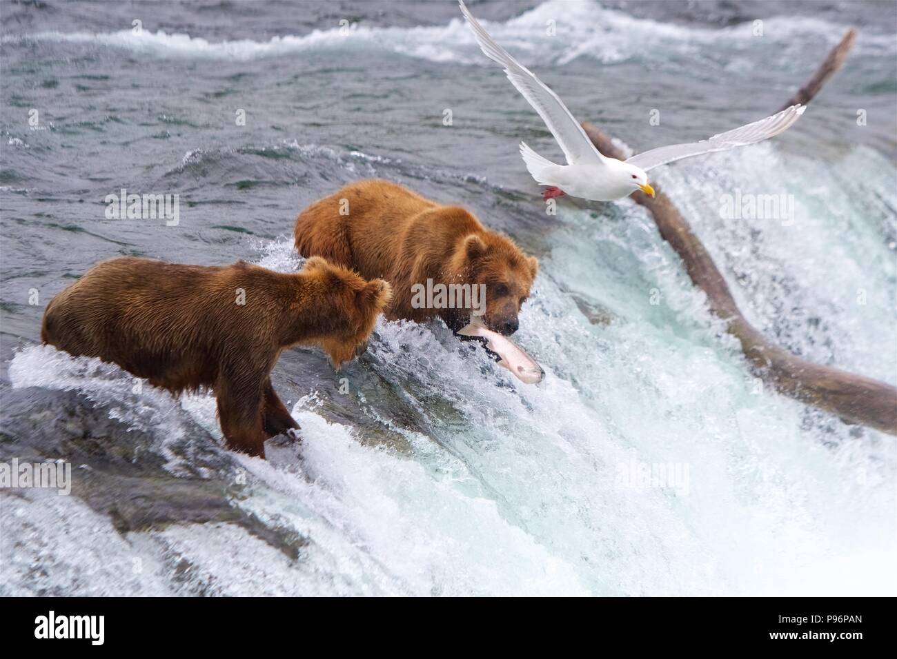 Grizzly bear catching salmon hi-res stock photography and images - Alamy