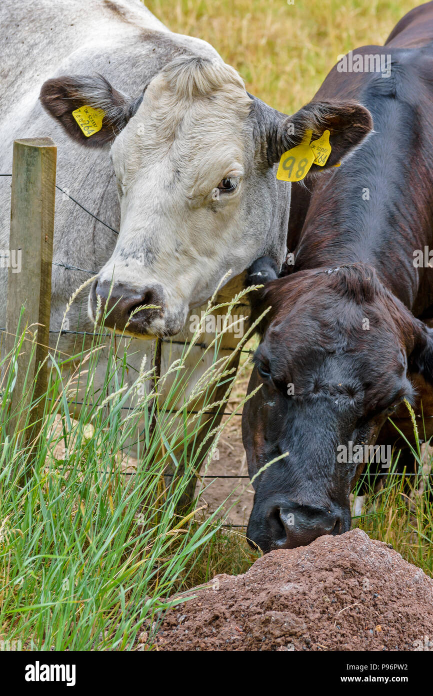 Salt Lick High Resolution Stock Photography and Images Alamy