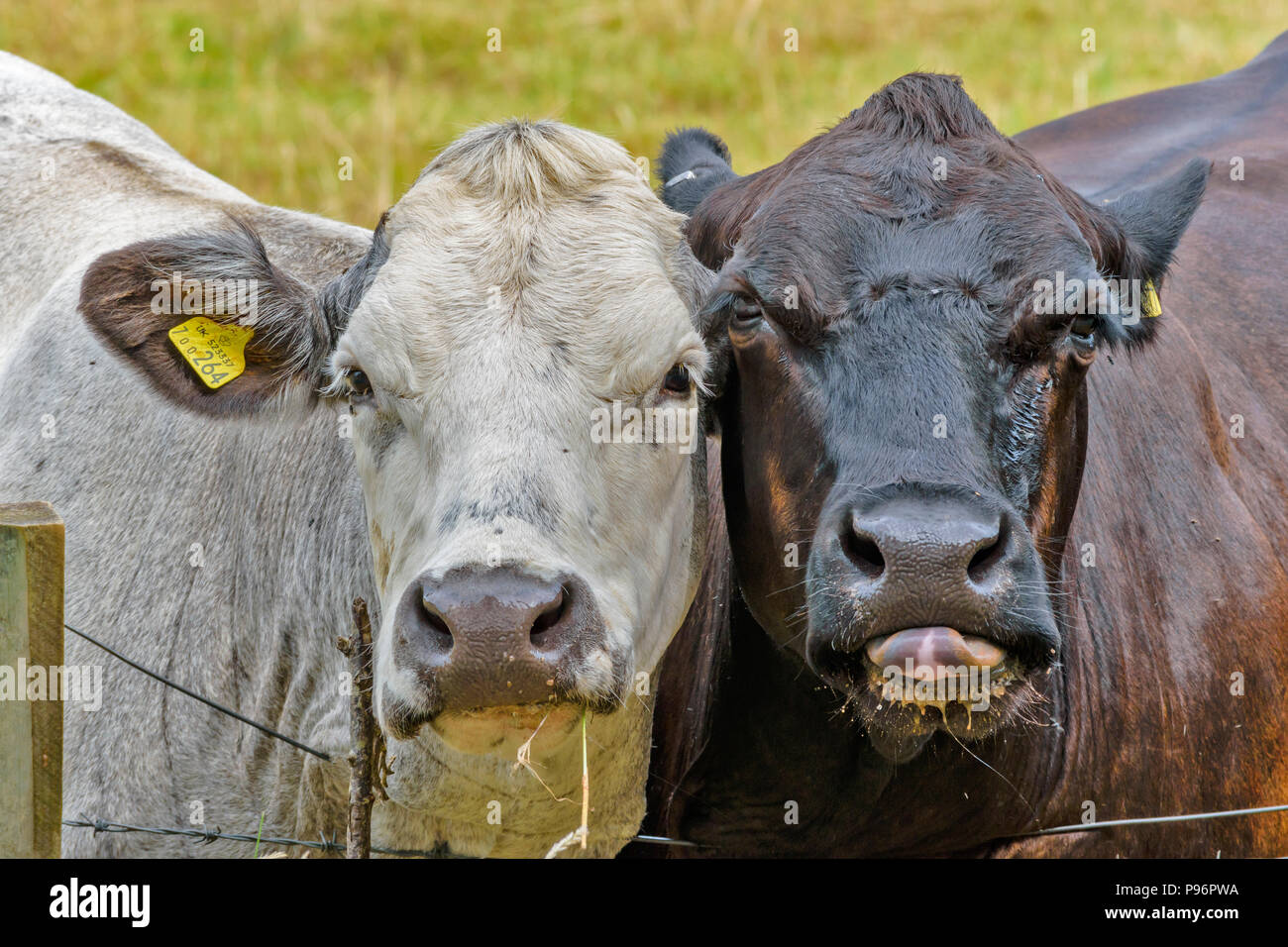 Cattle with salt lick hires stock photography and images Alamy