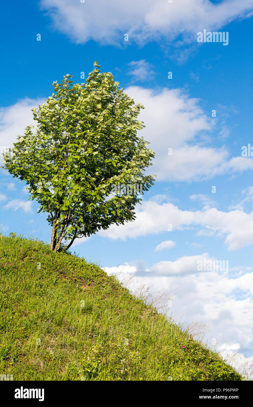 Tree on hill with sky background on summer Sunny day Stock Photo - Alamy