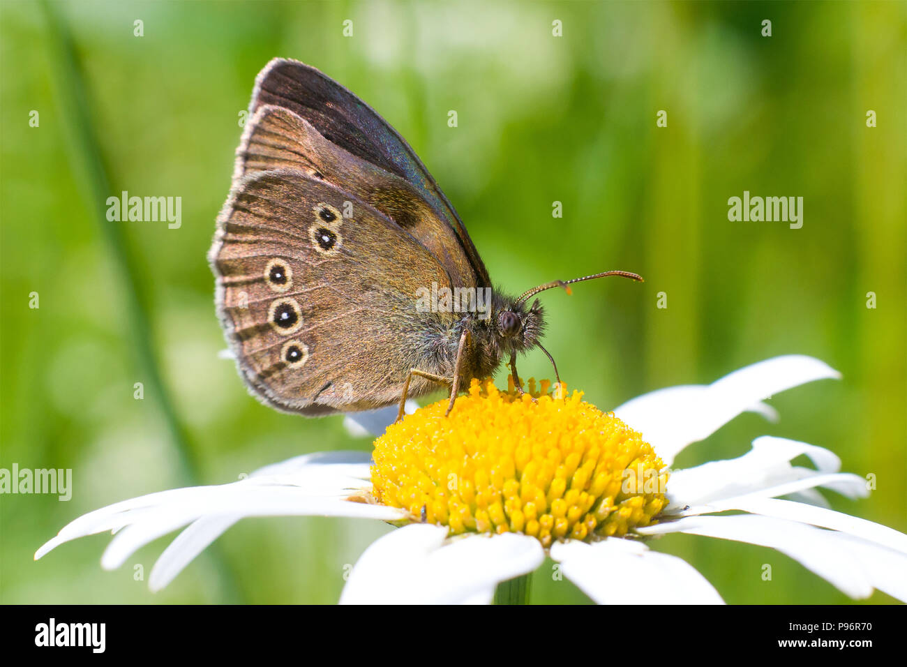 Butterfly Lopinga achine in the Daisy flower Stock Photo