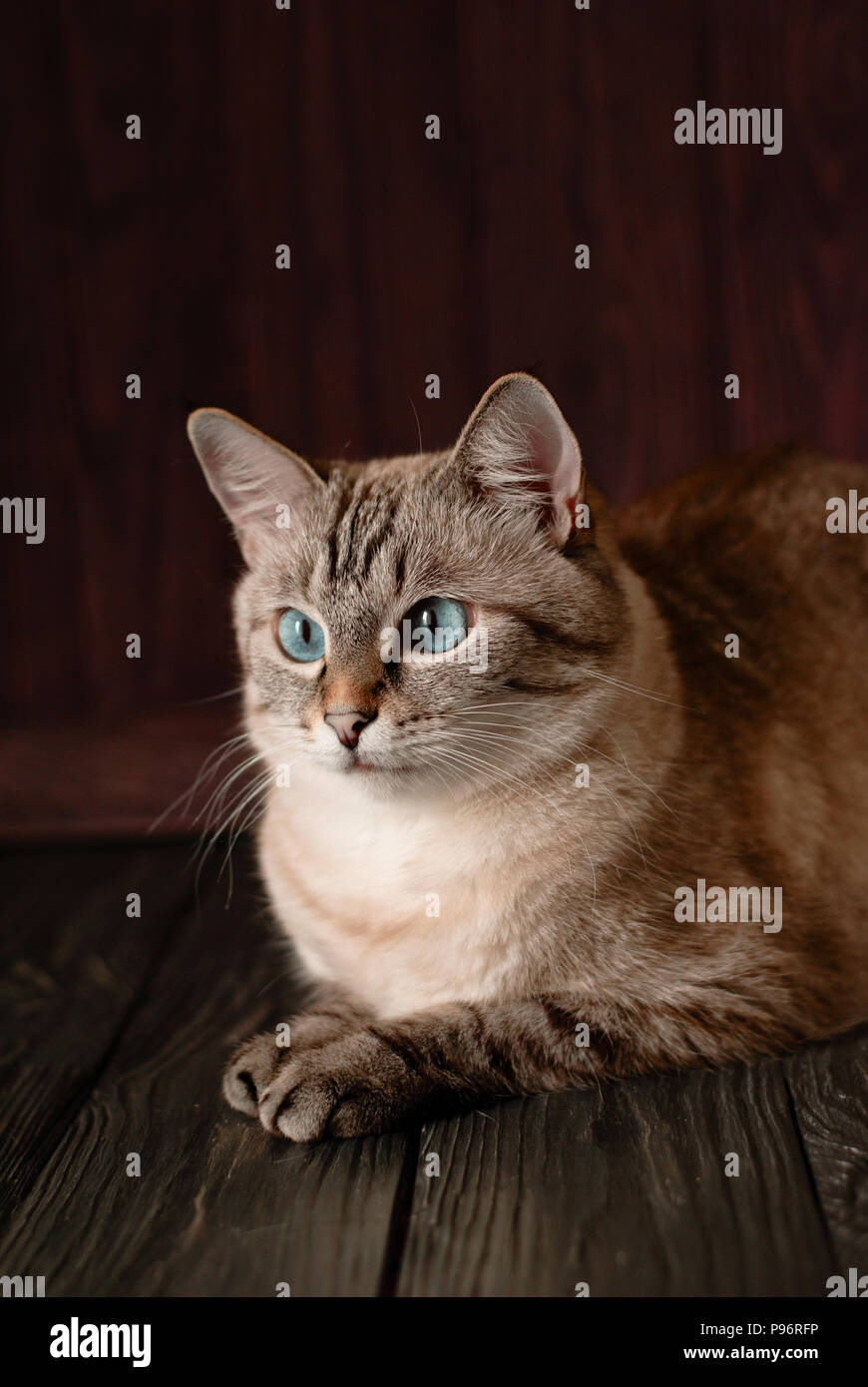 Beautiful tabby cat with big blue eyes Stock Photo - Alamy