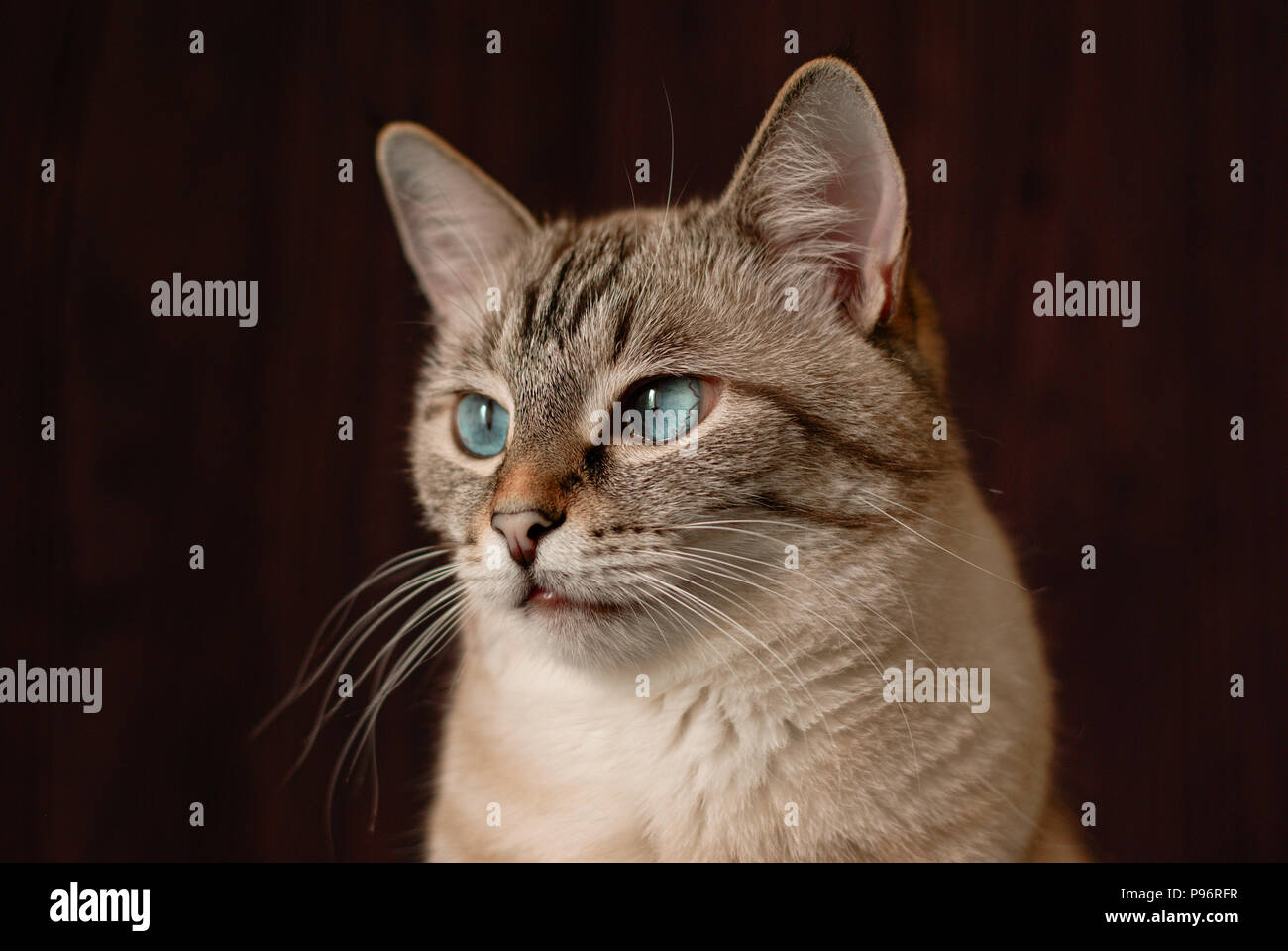 Beautiful tabby cat with big blue eyes Stock Photo - Alamy