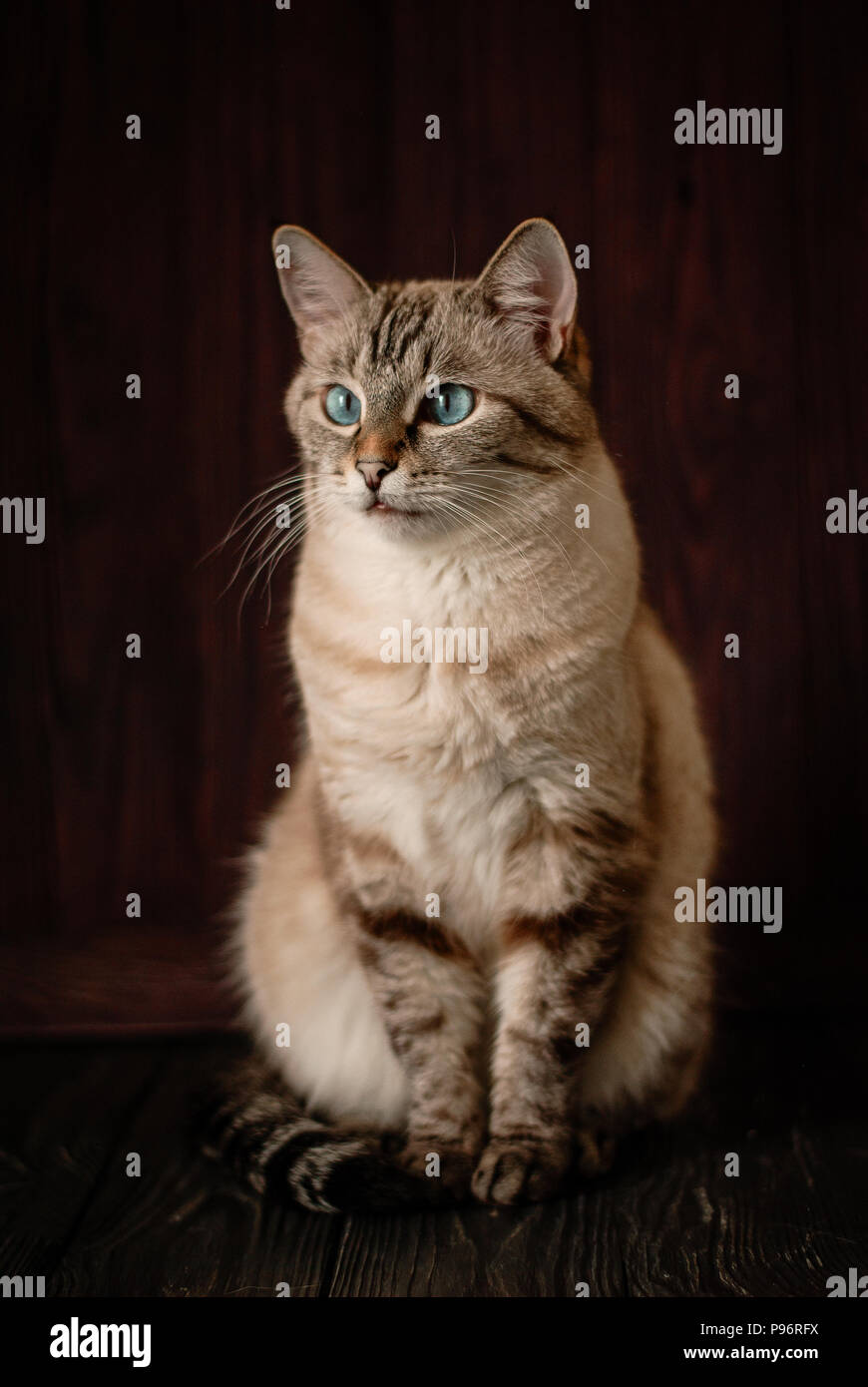 Beautiful tabby cat with big blue eyes Stock Photo - Alamy