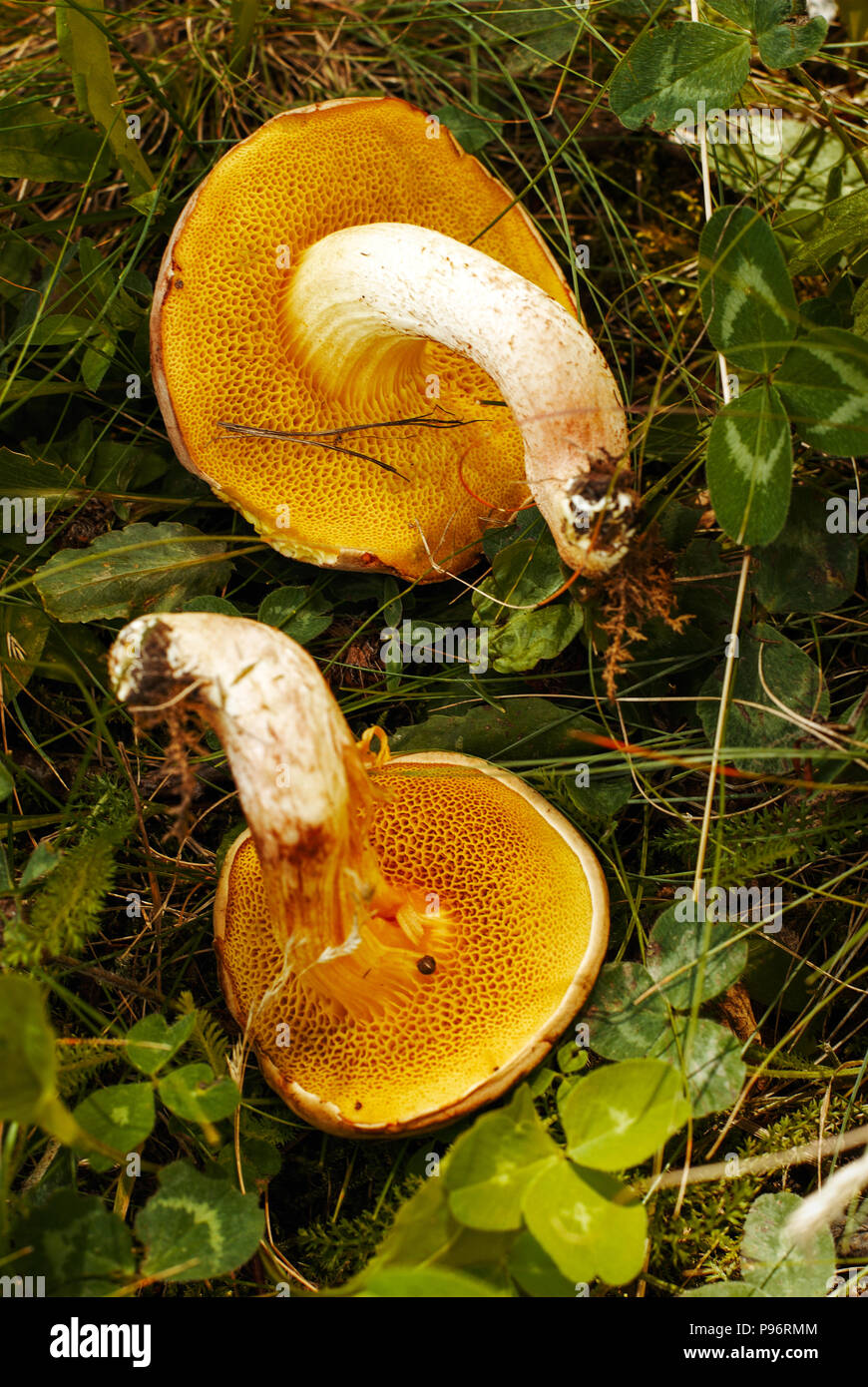 Yellow mushrooms in a forest on a green grass Stock Photo Alamy