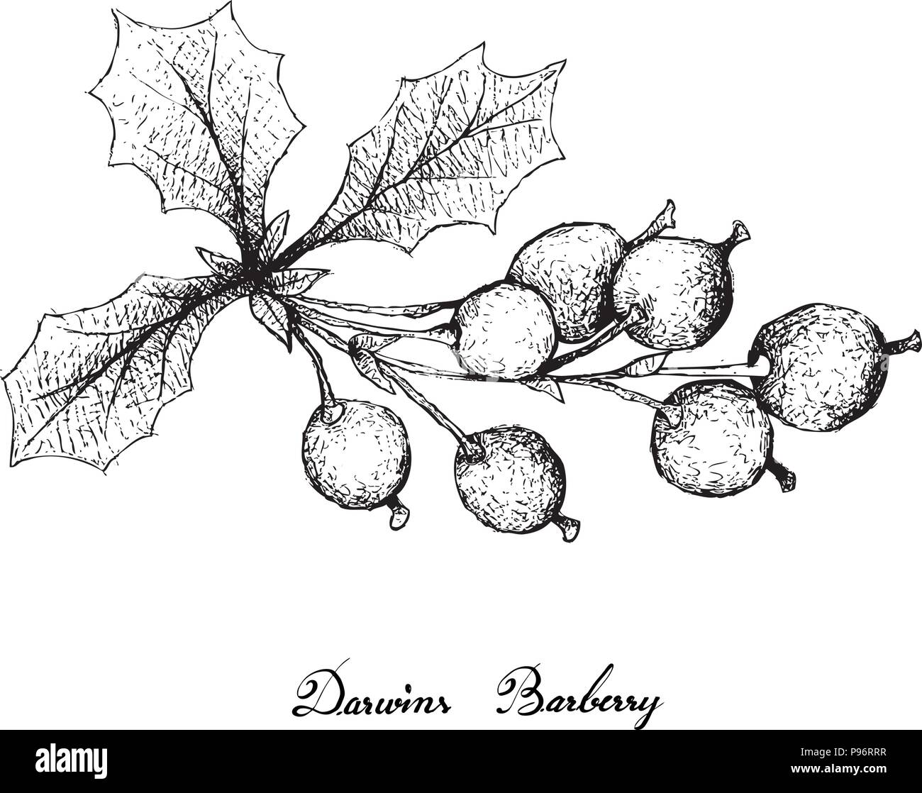 Berry Fruit, Illustration Hand Drawn Sketch of Fresh Barberries or Berberis Vulgaris Fruits Isolated on White Background. Stock Vector