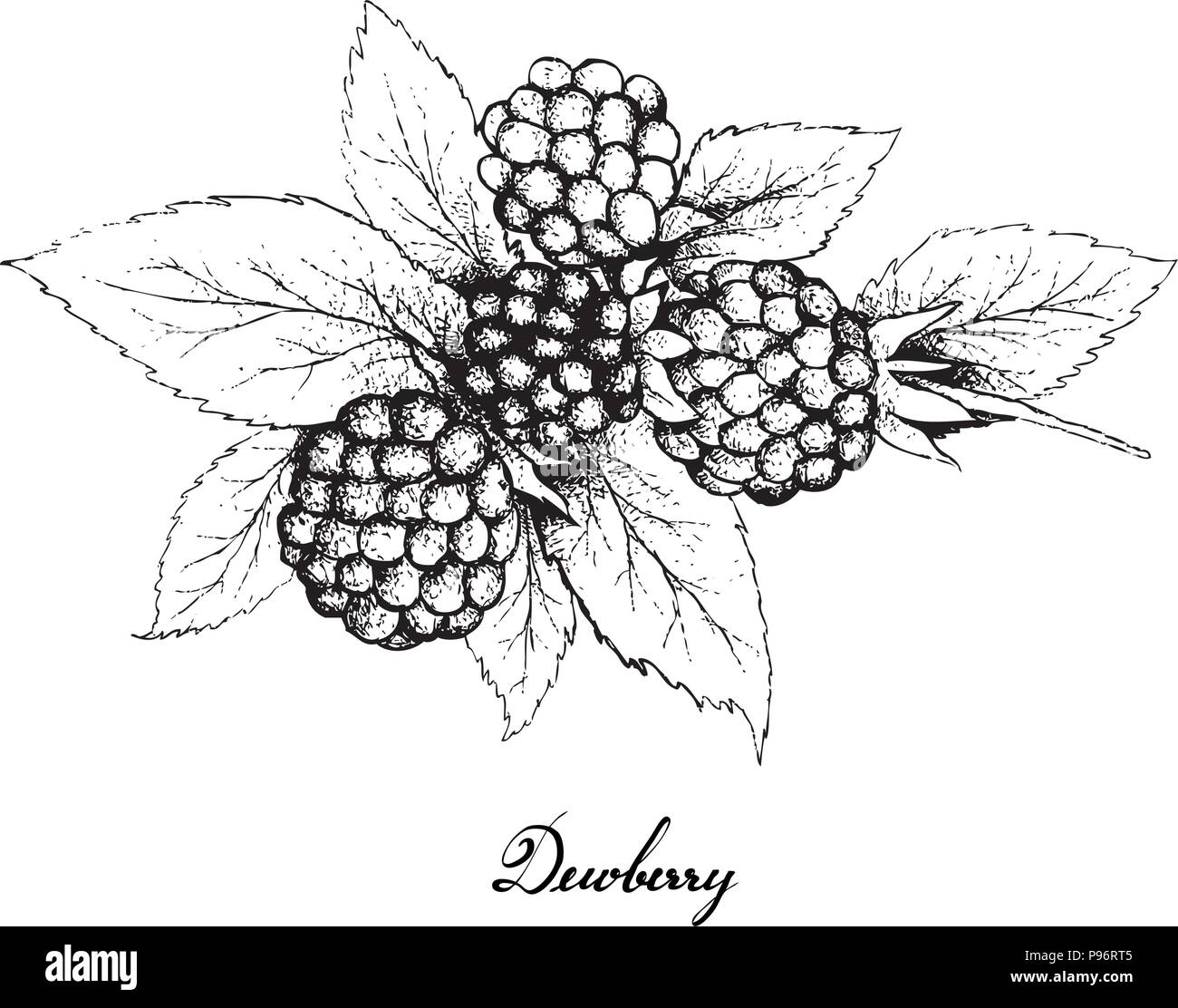 Berry Fruit, Illustration Hand Drawn Sketch of Fresh Dewberries Fruits Isolated on White