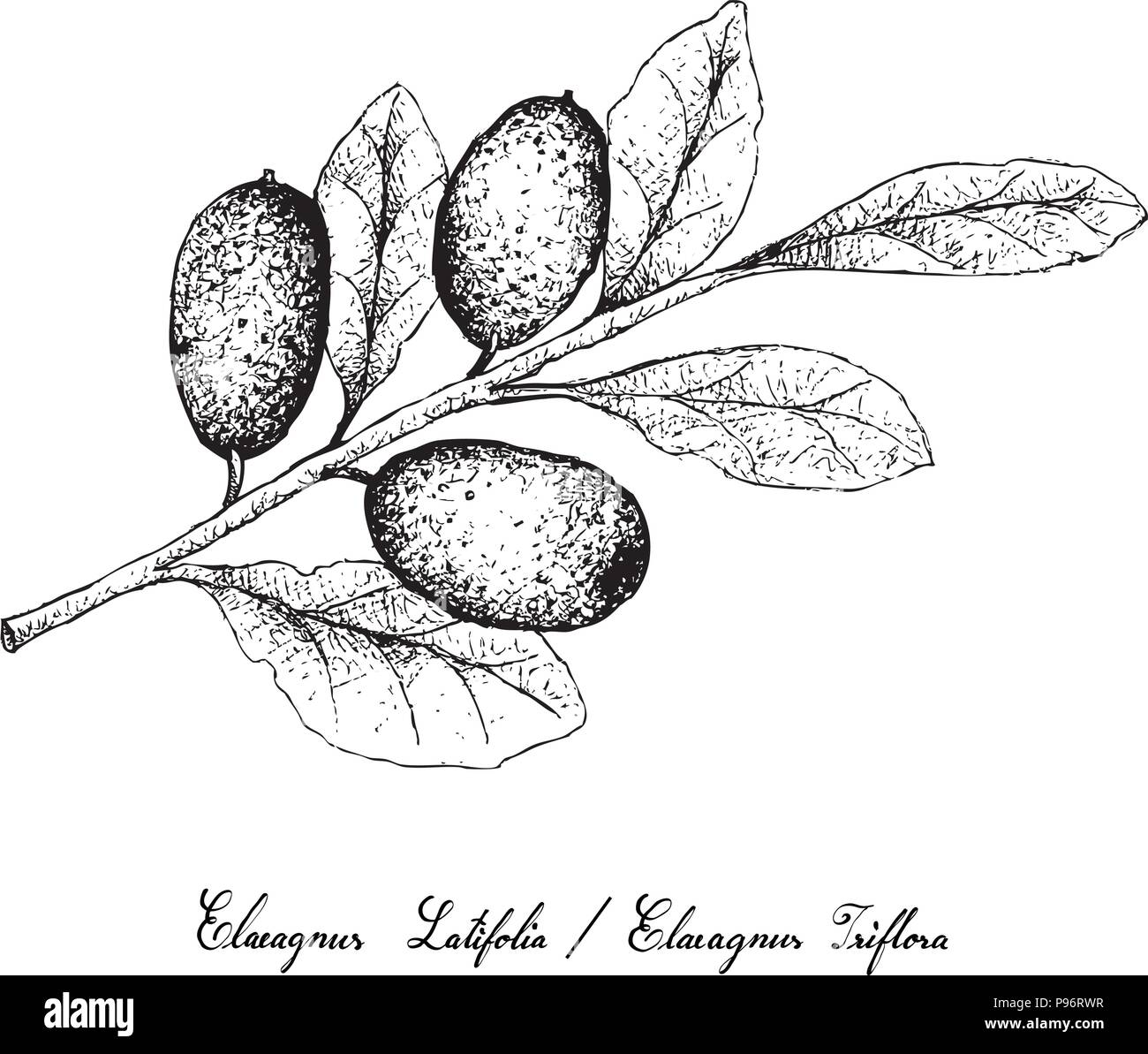 Tropical Fruits, Illustration of Hand Drawn Sketch Fresh Elaeagnus Ebbingei, Oleaster or Ebbings Silverberry Fruits Isolated on White Background. Stock Vector