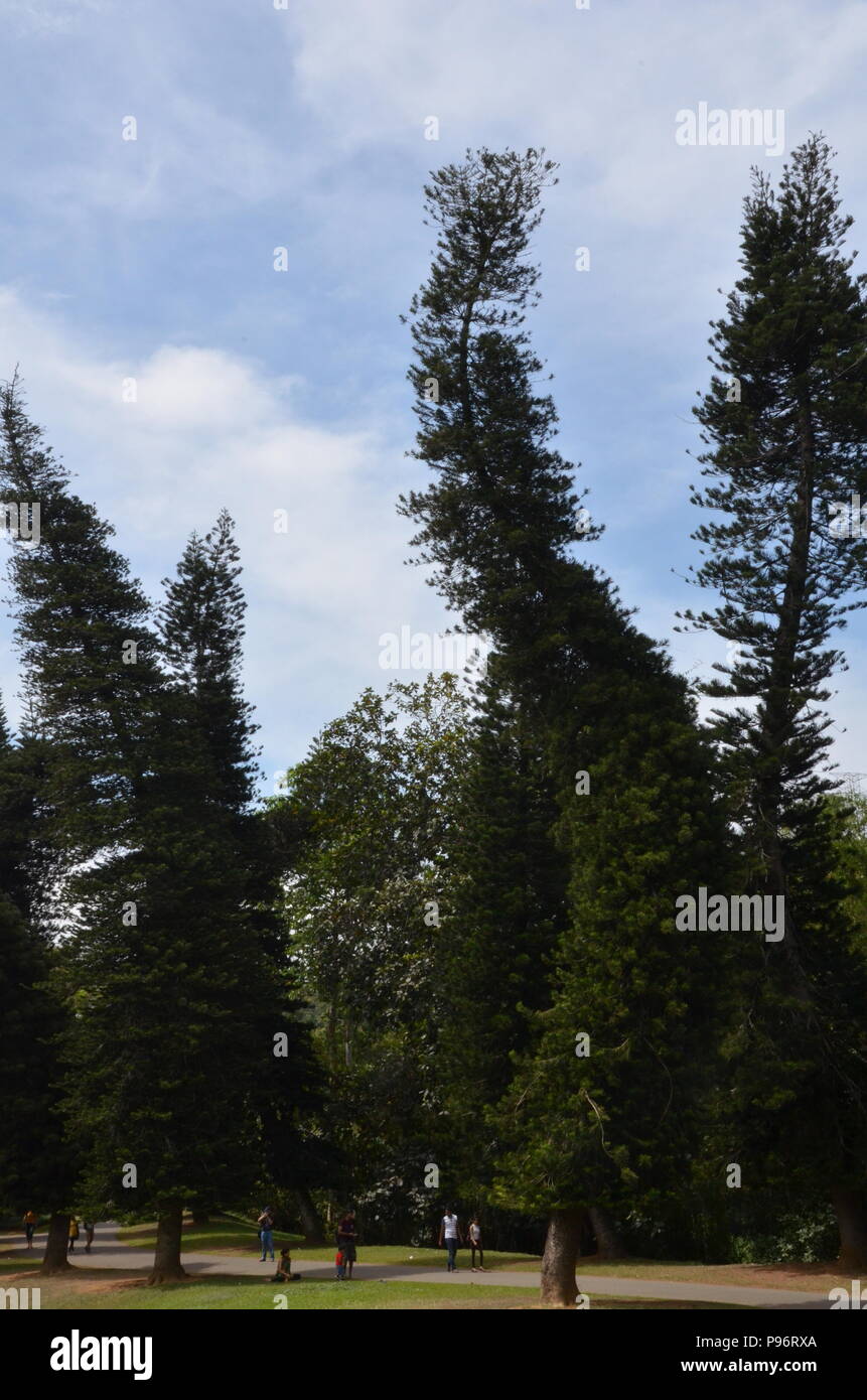 Bandy trees in national park, Sri Lanka Stock Photo