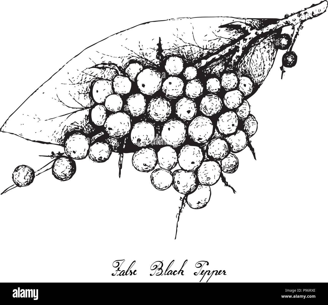 Berry Fruit, Illustration Hand Drawn Sketch of False Black Pepper or Embelia Ribes Fruits