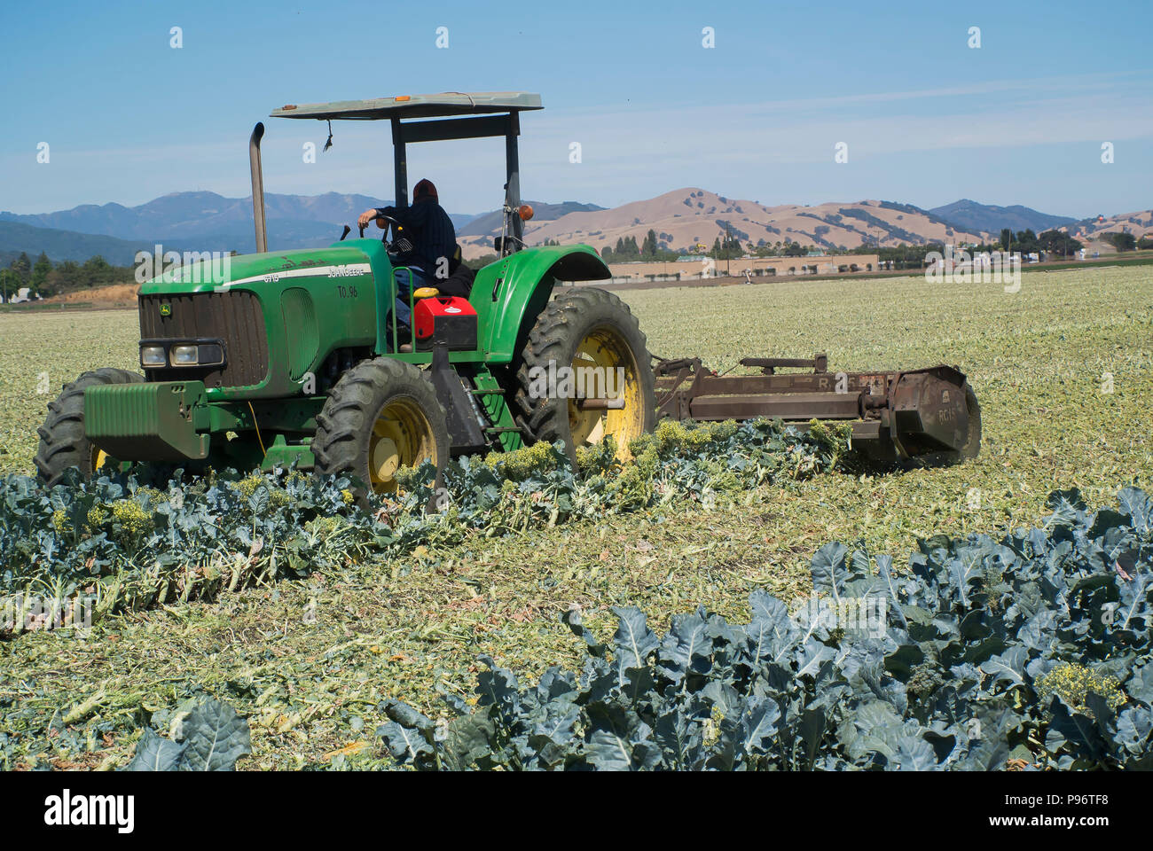 Farmer Clearing Field After Broccoli Harvest Stock Photo