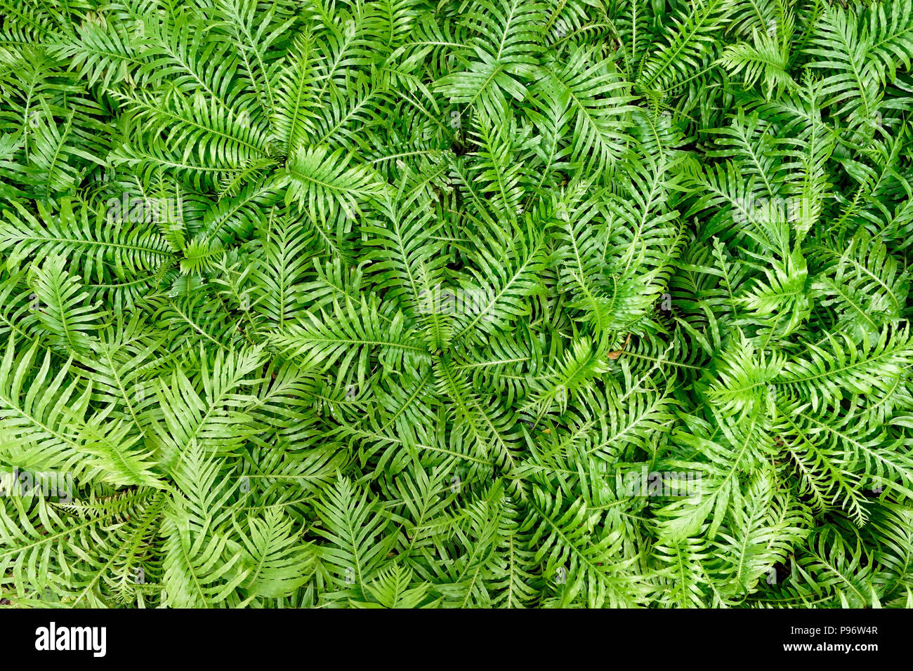Green leaves tree ferns hi-res stock photography and images - Alamy