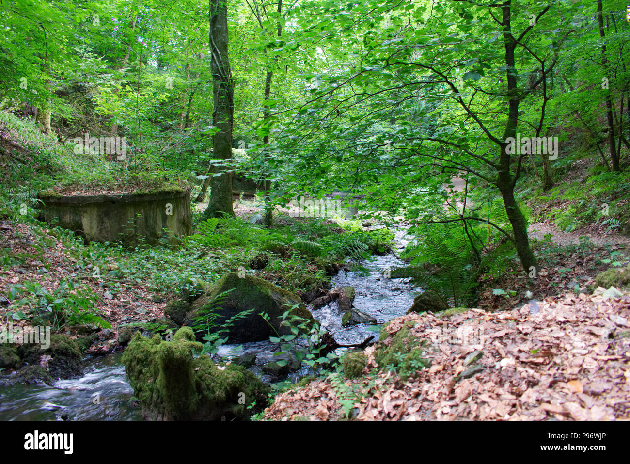 Canonteign Falls and Lakes, Teign Valley, Devon England UK Stock Photo
