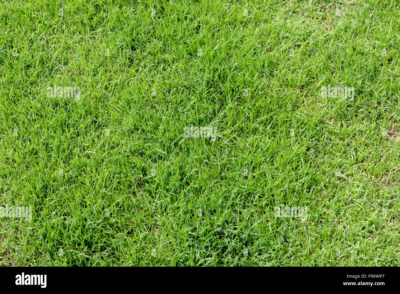 abstract background green grass texture Stock Photo - Alamy
