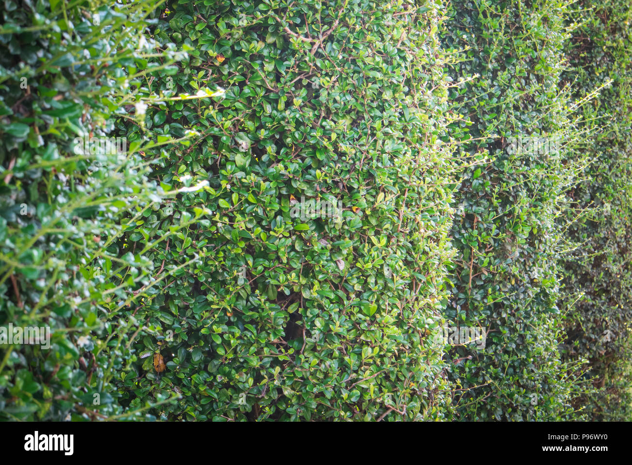 green ivy bush wall in garden Stock Photo 212208388 , Alamy