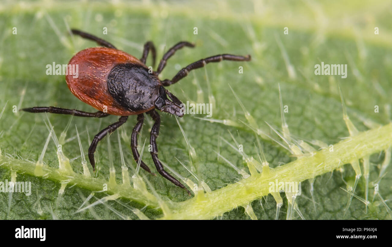 Close-up of big deer tick on nettle leaf. Ixodes ricinus. Urtica dioica ...