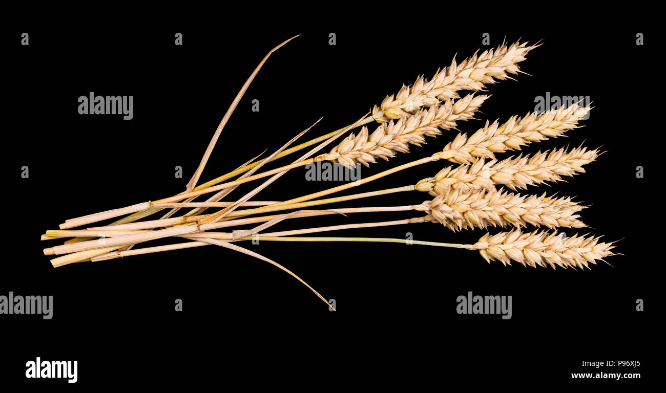Beautiful bouquet of dry wheat ears. Triticum aestivum. Close-up a group of decorative ripe cereal spikes. Idea of farming, agronomy,  gluten allergy. Stock Photo
