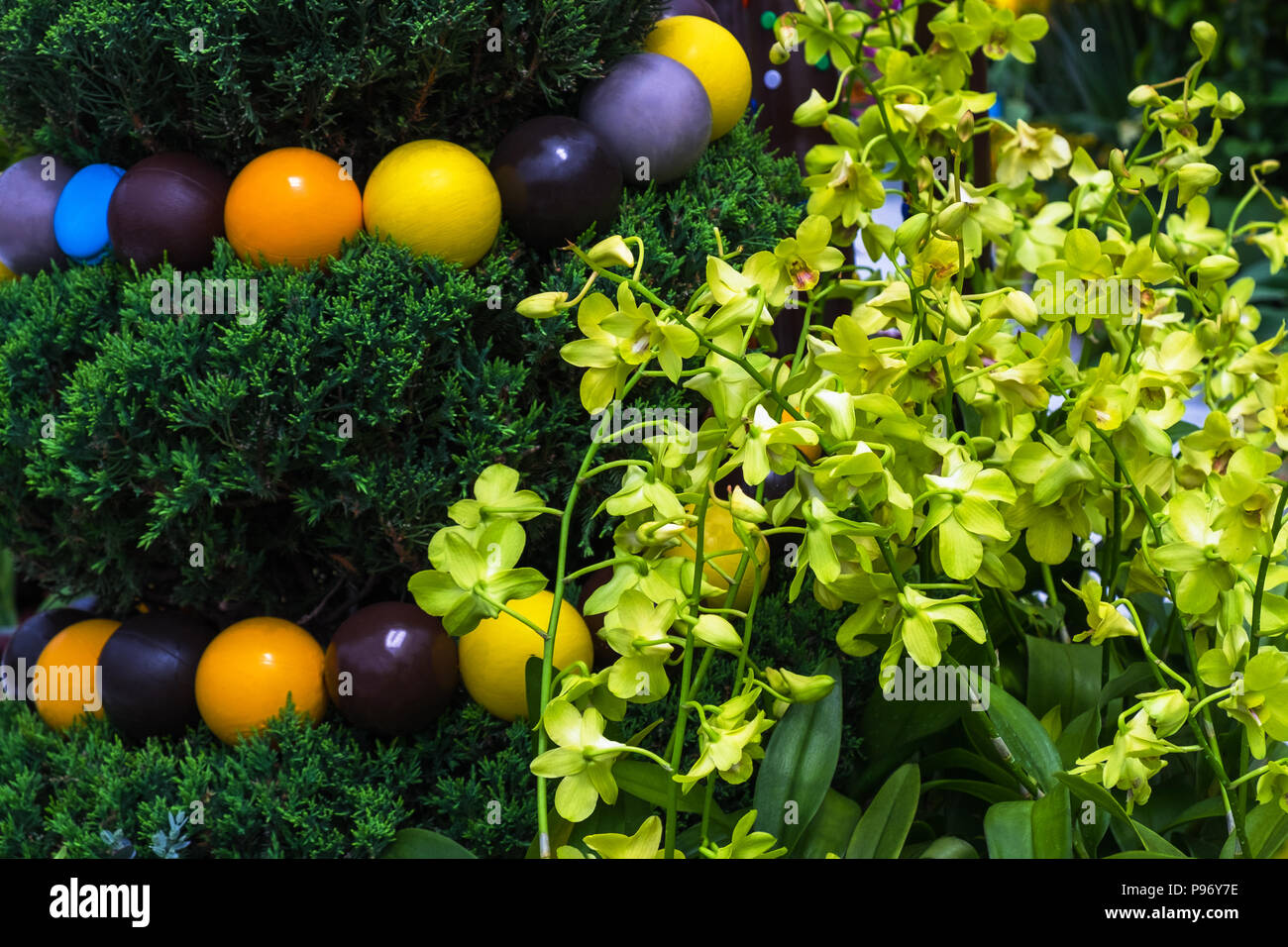 Yellow orchids with blooming flowers and cypress tree decorating with multicolored balls. Beautiful flowering tropical plant for home and garden. Stock Photo