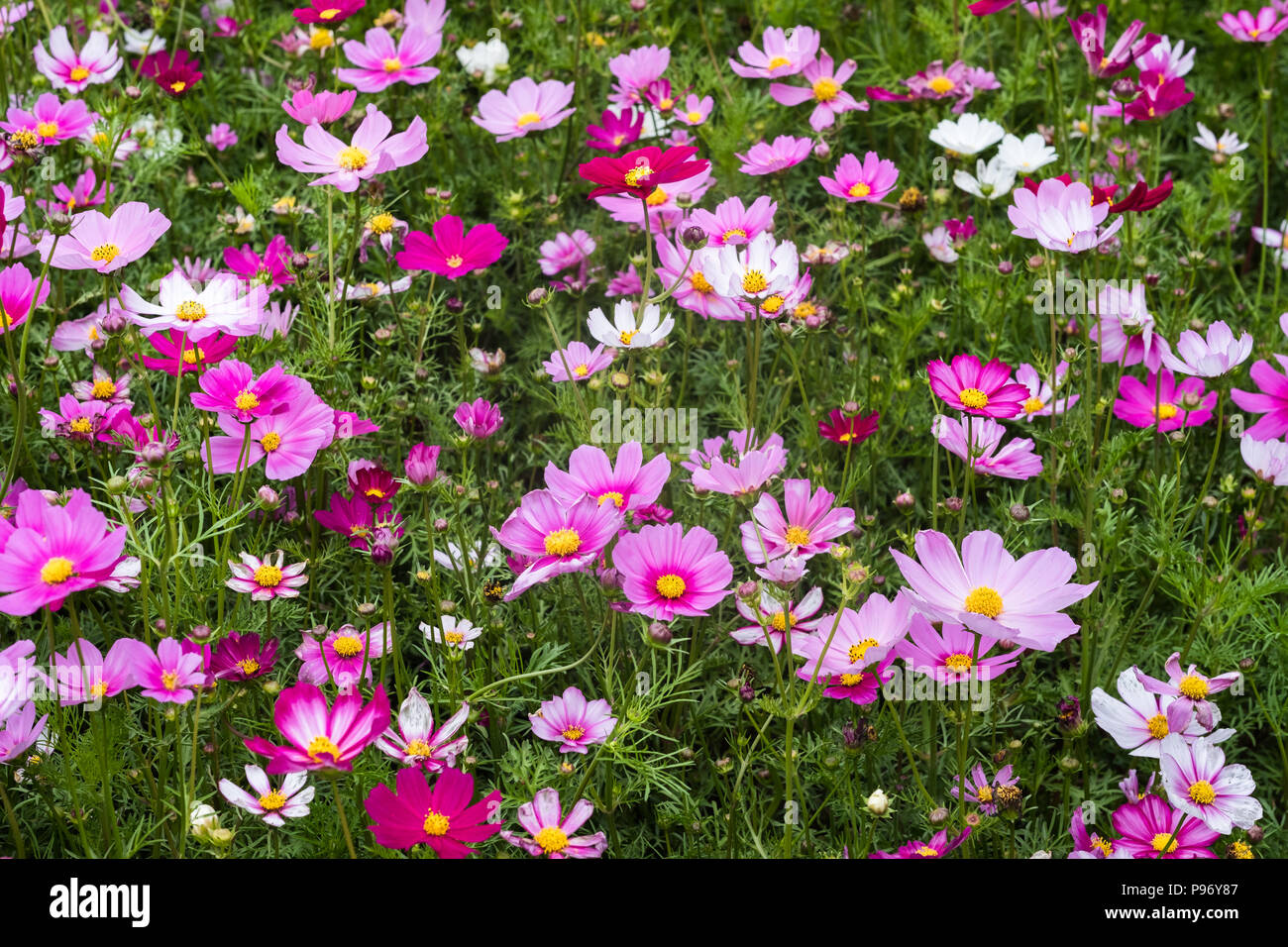Image of pink cosmos flower hi-res stock photography and images - Alamy