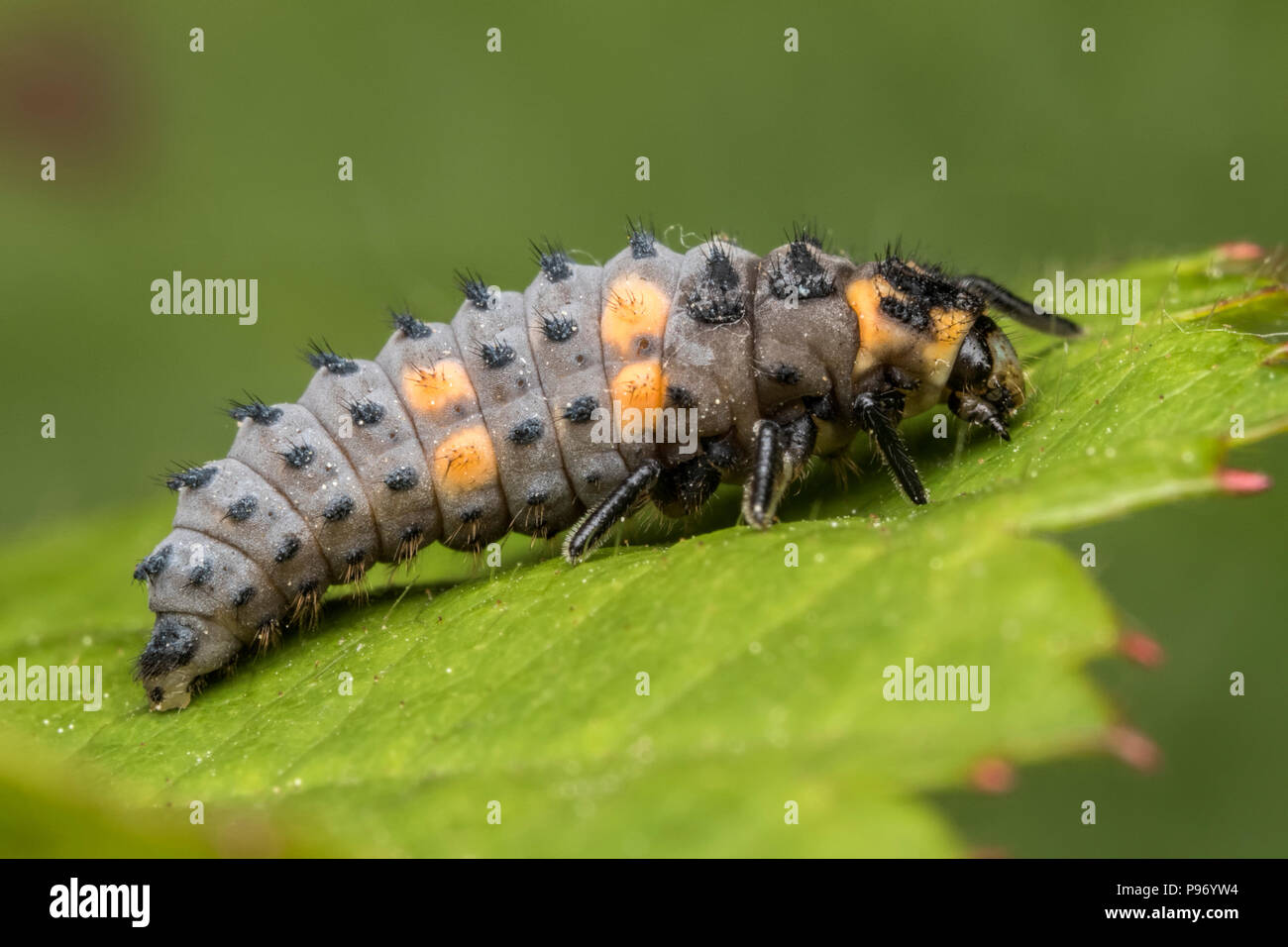 7-spot Ladybird larva at rest on bramble leaf. Tipperary, Ireland Stock Photo