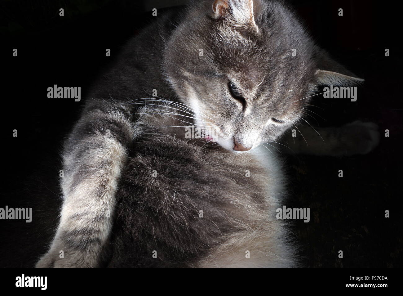 Tabby Cat Licking Fur At Night Stock Photo Alamy tabby-cat-licking-fur-at-night-stock-photo-alamy
