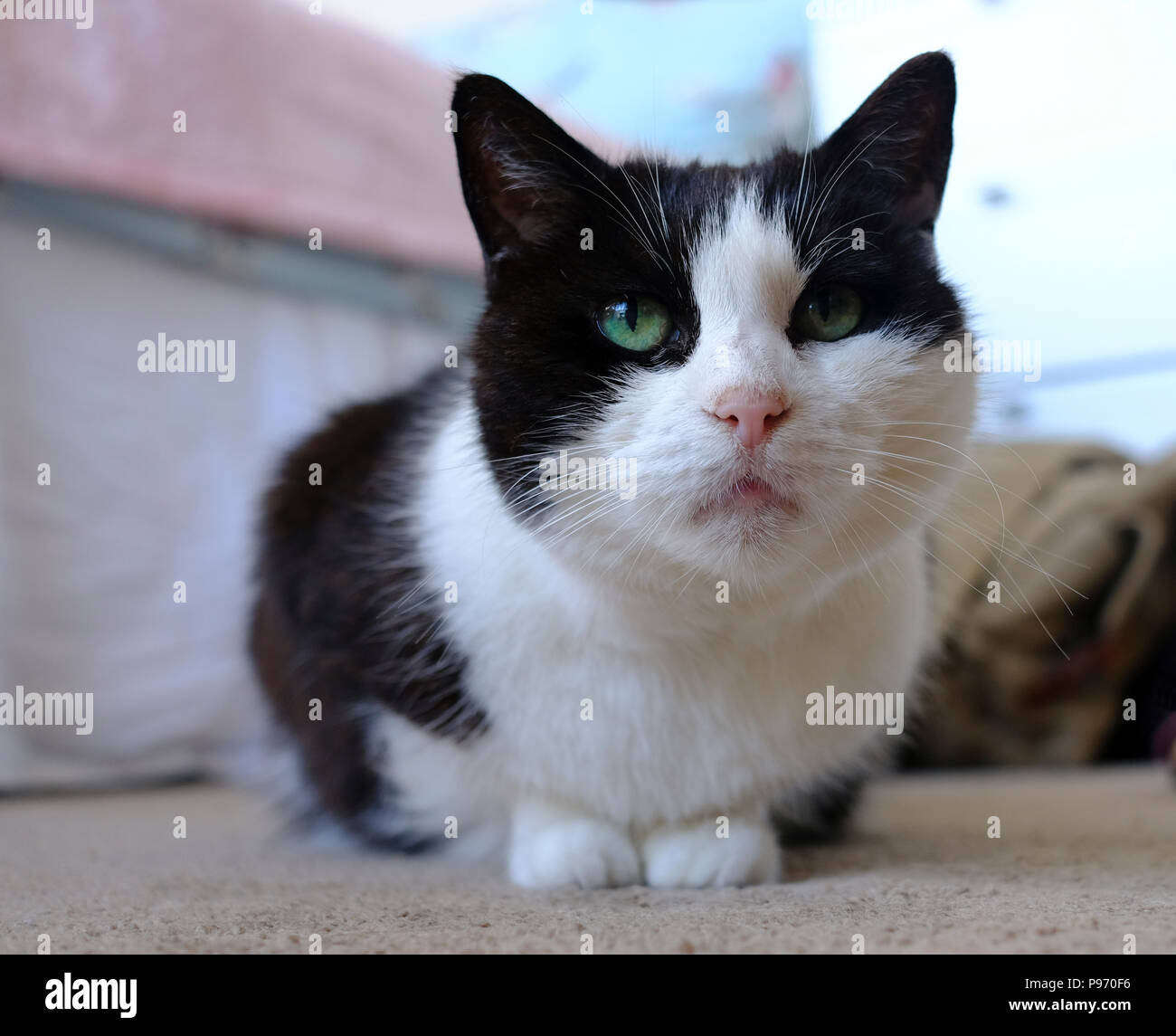 Cat crouched hires stock photography and images Alamy