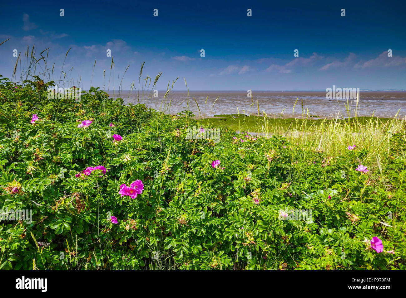 Dog rose and mudflats, Humber Estuary, Spurn Head, Spurn Point, sand