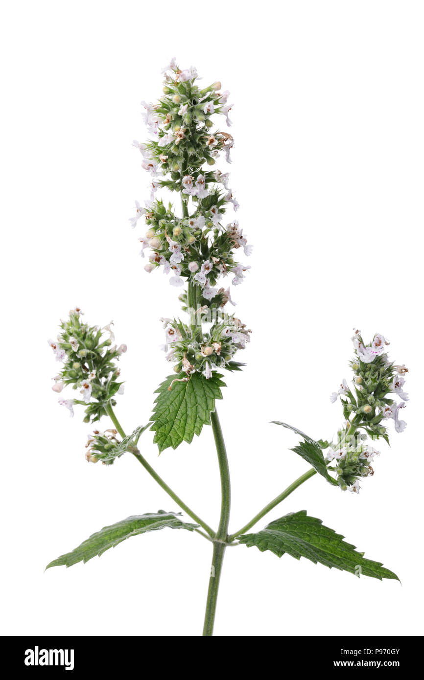 Branch blossoming lemon balm isolated on white background Stock Photo